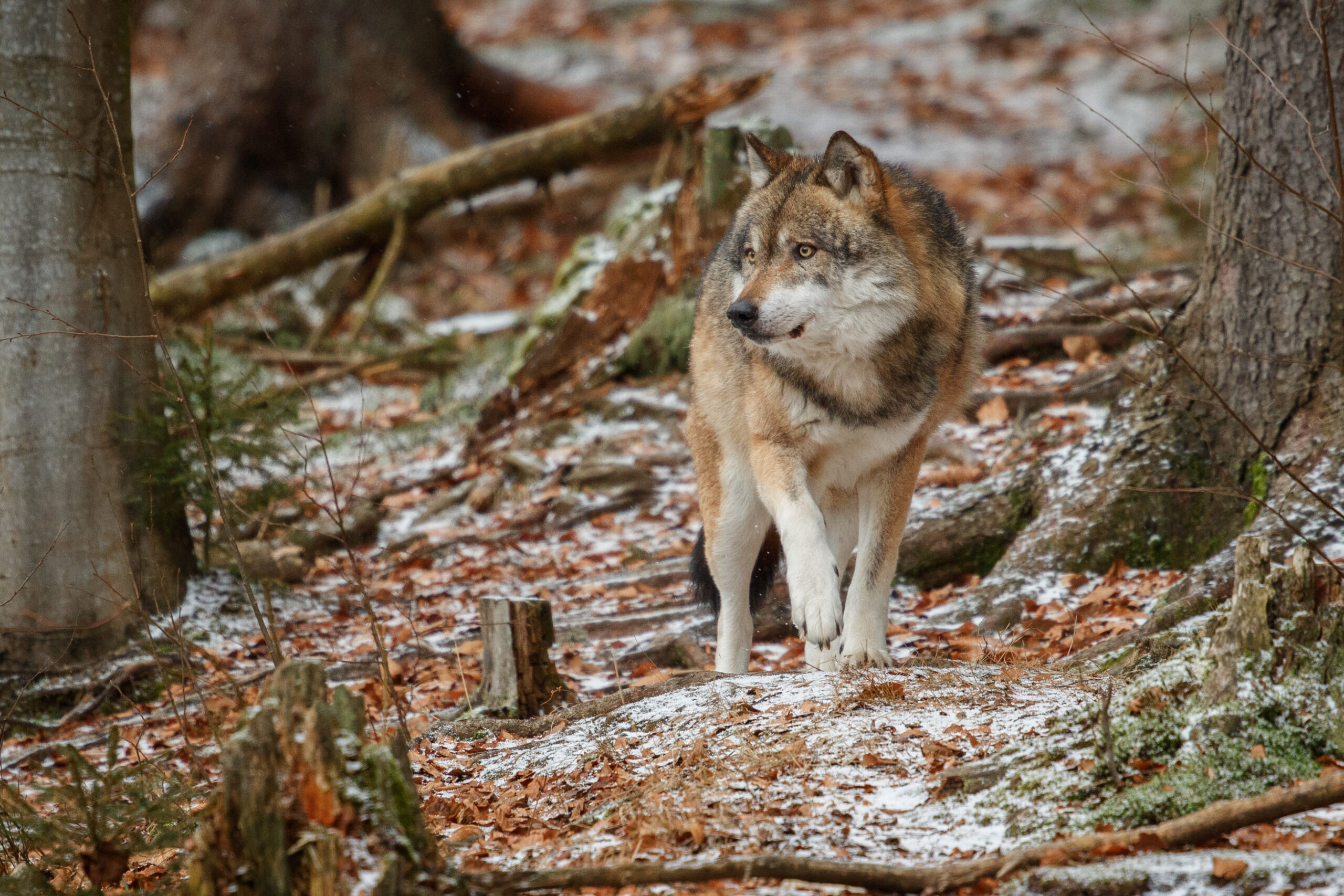 La caza del lobo prohibida