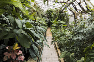 Concurso de fotografía botánica