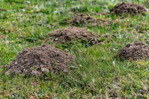 Plaga del topillo campesino