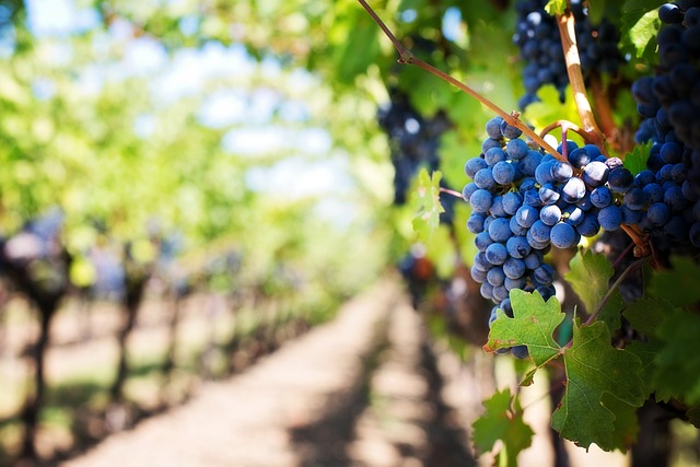 Formación de bodegueros y viticultores