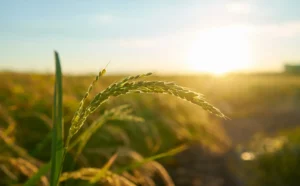 Ayudas para seguros agrarios
