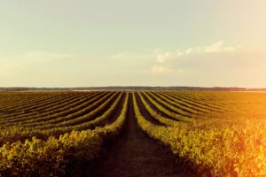 ayudas cooperativas agroalimentarias Castilla